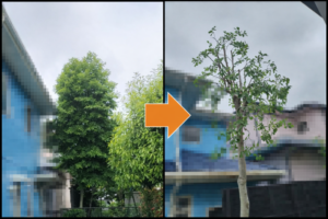 剪定前のモクレンの木と剪定後のスッキリとしたモクレンの木の比較。