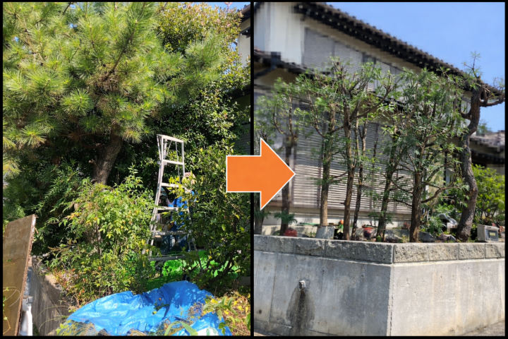 木が伸びてうっそうとした庭を，松やシラカシの剪定を行ってスッキリ日が入るように。