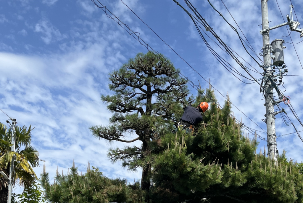 剪定中の松の木。枝透かしで明るく。