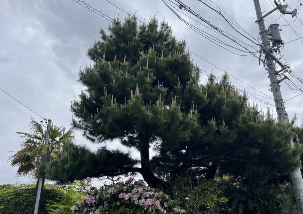 2年間剪定しなかった7メートルの松。