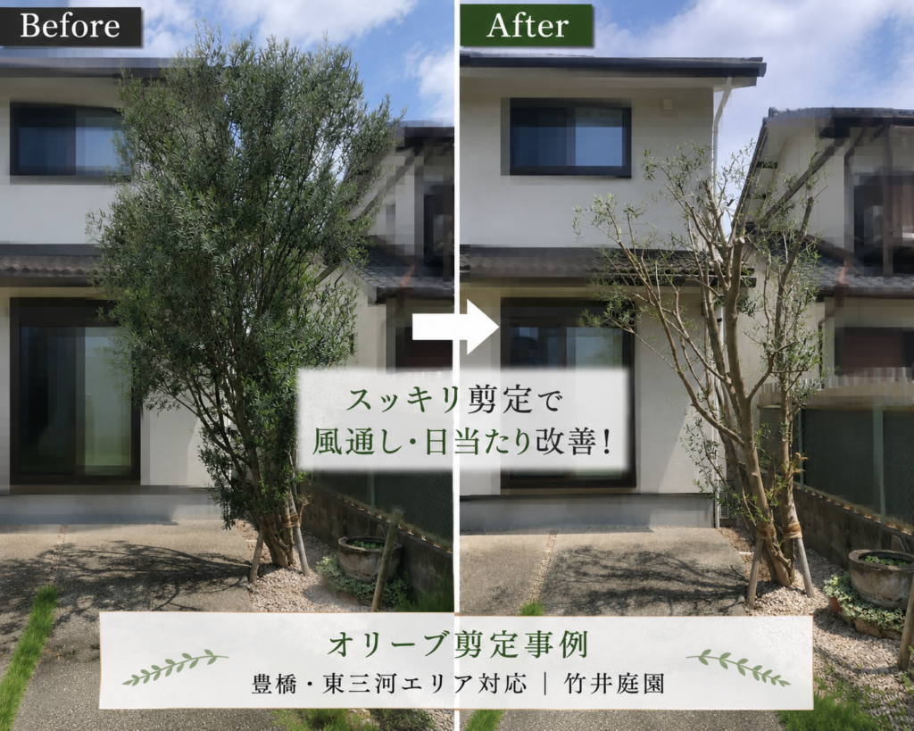 豊橋市でオリーブを透かし剪定した施工前後の比較写真